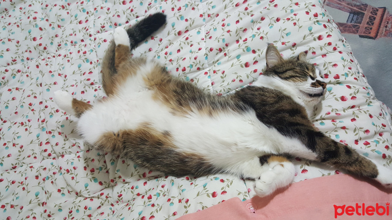 Tekir Kedi, Kedi  Çakıl fotoğrafı