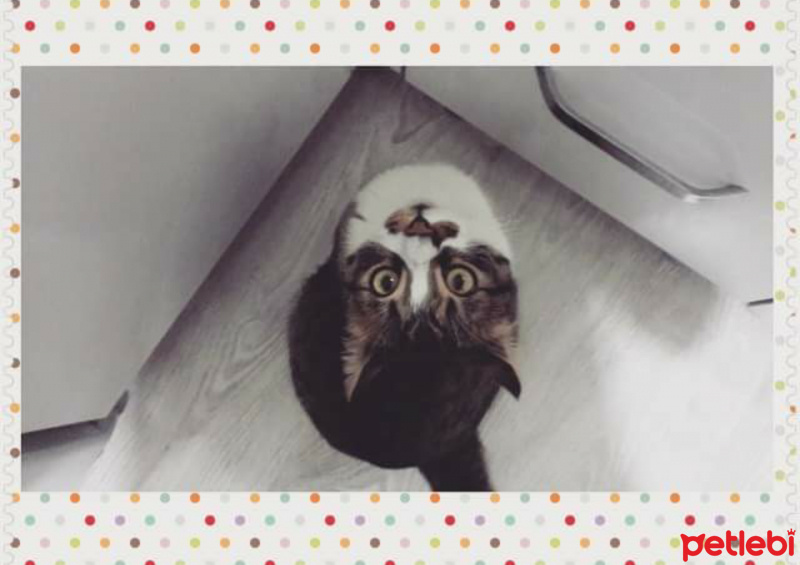 Tekir Kedi, Kedi  Çakıl fotoğrafı