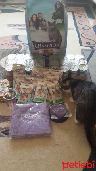 Tekir Kedi, Kedi  Çakıl fotoğrafı