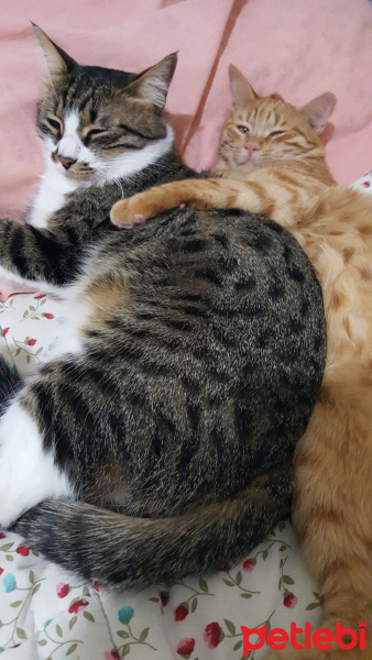 Tekir Kedi, Kedi  Çakıl fotoğrafı