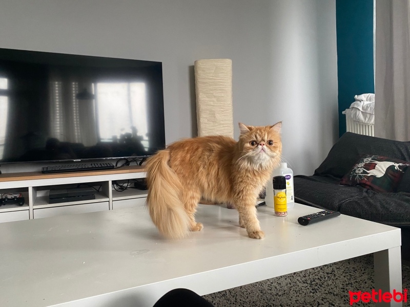 İran Kedisi (Persian), Kedi  Venüs fotoğrafı