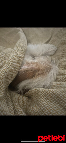 Jack Russell Terrier, Köpek  Lyra fotoğrafı