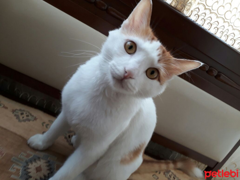 Tekir Kedi, Kedi  Tarçın fotoğrafı