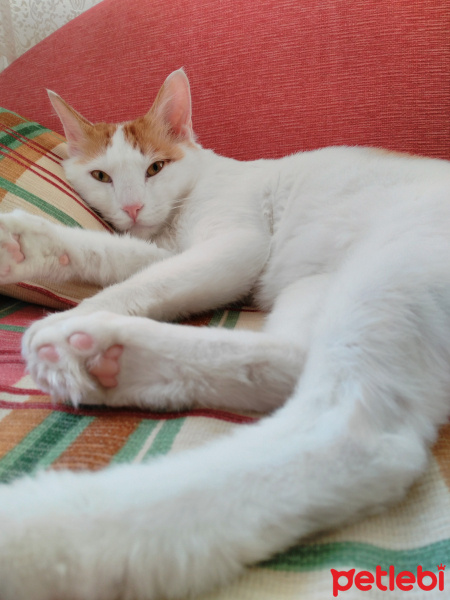 Tekir Kedi, Kedi  Tarçın fotoğrafı