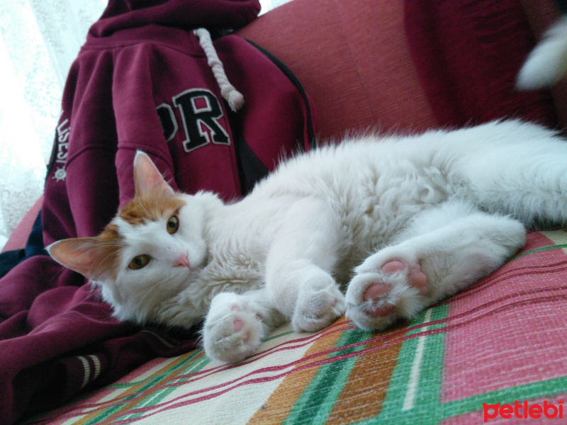 Tekir Kedi, Kedi  Tarçın fotoğrafı