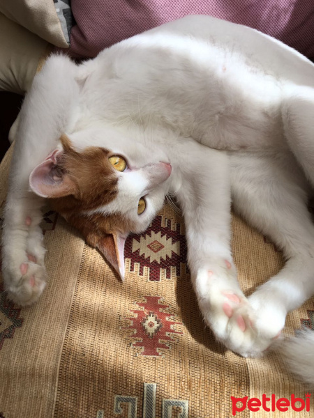 Tekir Kedi, Kedi  Tarçın fotoğrafı