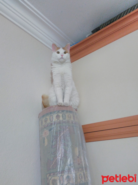 Tekir Kedi, Kedi  Tarçın fotoğrafı