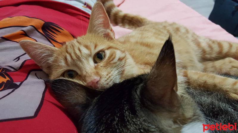 Tekir Kedi, Kedi  Tarçın fotoğrafı