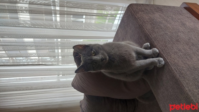 British Shorthair, Kedi  Fıstık fotoğrafı