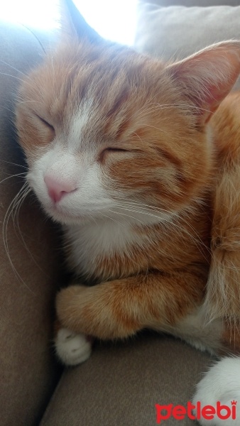 Sarman, Kedi  Boncuk fotoğrafı
