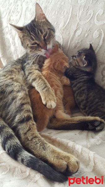 Tekir Kedi, Kedi  Gargi fotoğrafı