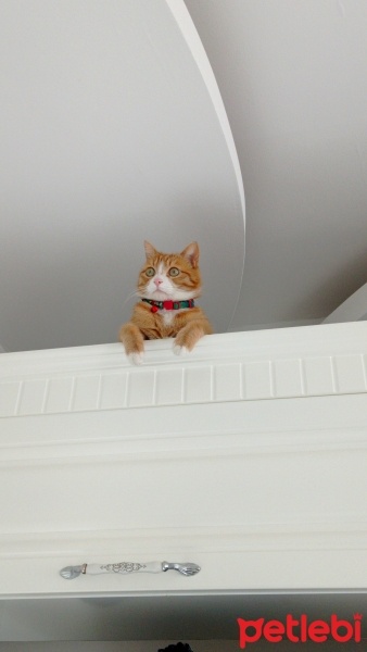 Sarman, Kedi  Boncuk fotoğrafı