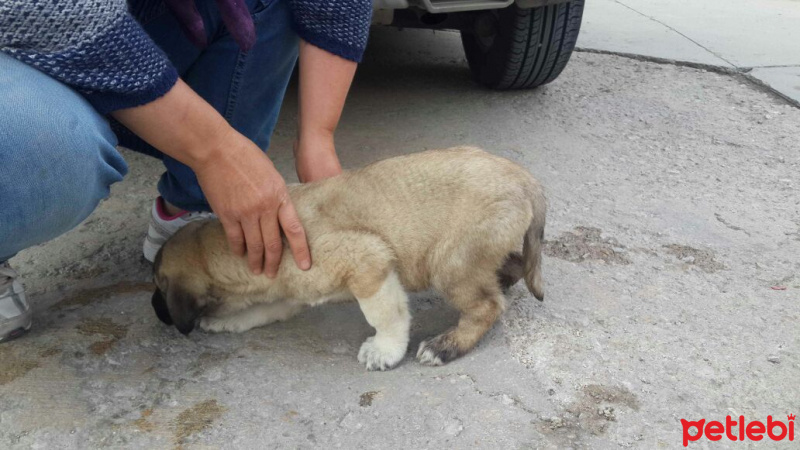 Kangal, Köpek  Barut fotoğrafı