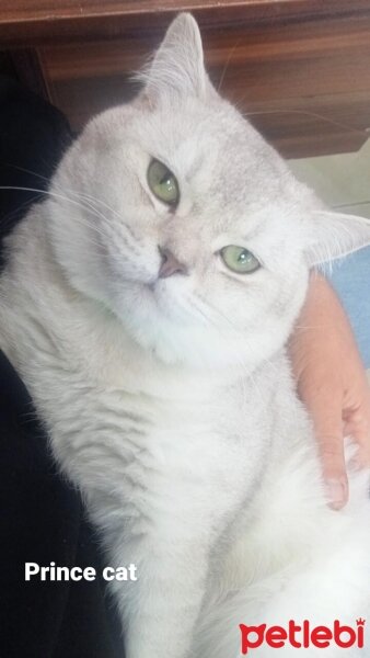 British Shorthair, Kedi  Derviş fotoğrafı