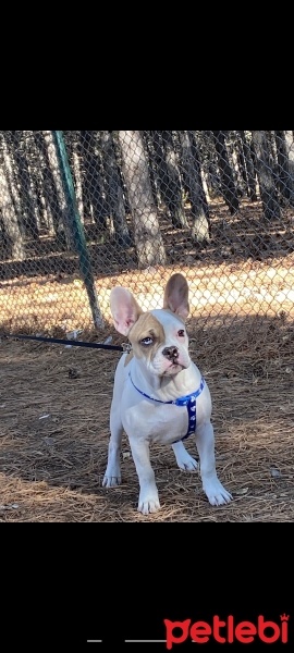 Fransız Bulldog, Köpek  Oscar fotoğrafı
