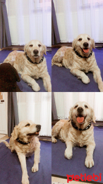 Golden Retriever, Köpek  ŞİLA fotoğrafı