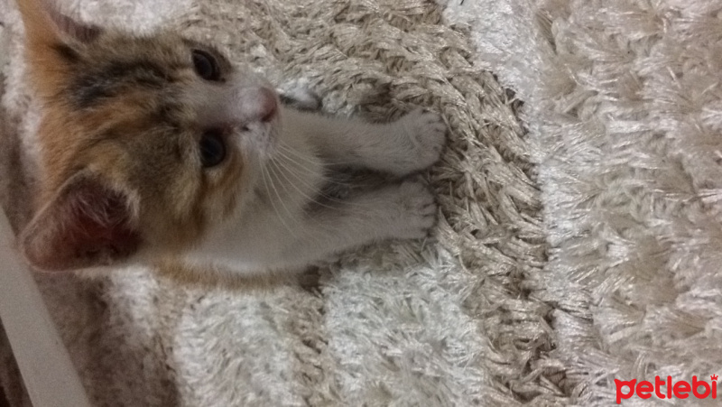 Tekir Kedi, Kedi  pıtır fotoğrafı
