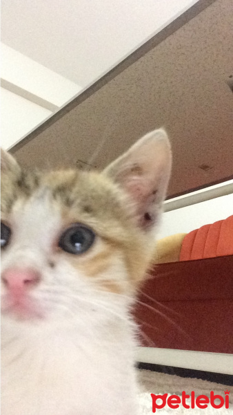 Tekir Kedi, Kedi  pıtır fotoğrafı