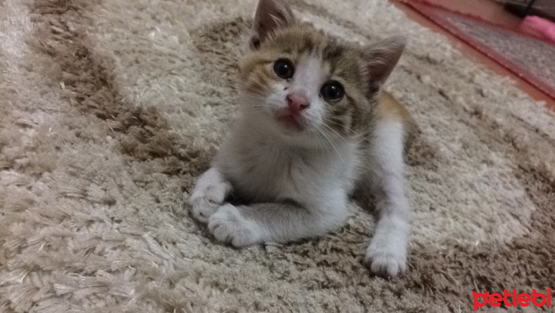 Tekir Kedi, Kedi  pıtır fotoğrafı