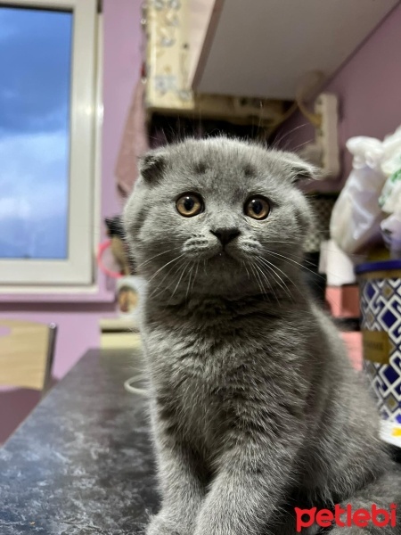 Scottish Fold, Kedi  Duman fotoğrafı
