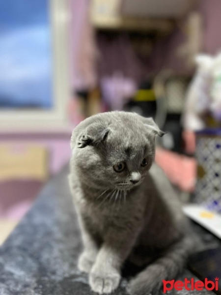 Scottish Fold, Kedi  Duman fotoğrafı