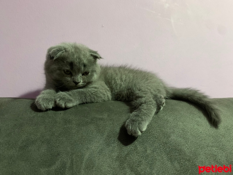 Scottish Fold, Kedi  Duman fotoğrafı