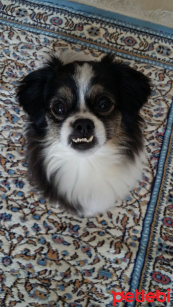 Pekingese, Köpek  Kaymak  fotoğrafı