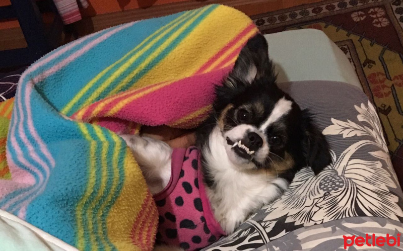 Pekingese, Köpek  Kaymak  fotoğrafı