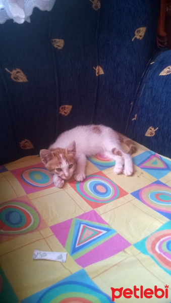 Tekir Kedi, Kedi  şeftali fotoğrafı