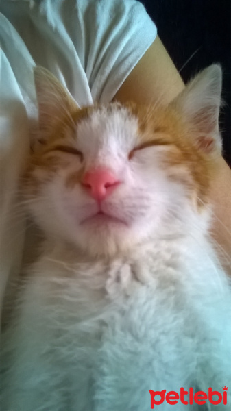 Tekir Kedi, Kedi  şeftali fotoğrafı
