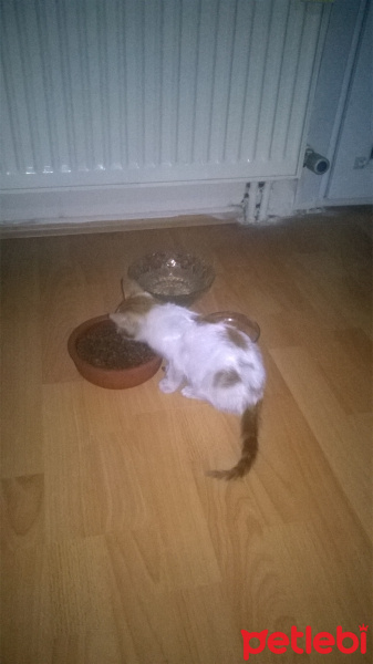 Tekir Kedi, Kedi  şeftali fotoğrafı