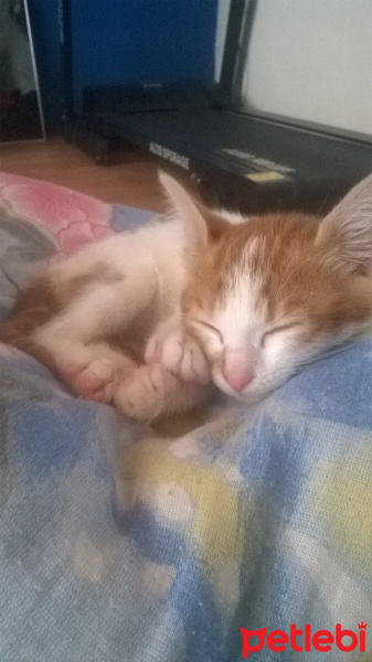 Tekir Kedi, Kedi  şeftali fotoğrafı