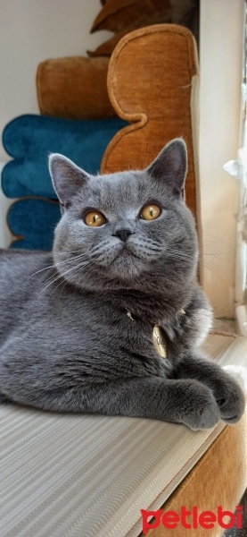 British Shorthair, Kedi  Gölge fotoğrafı