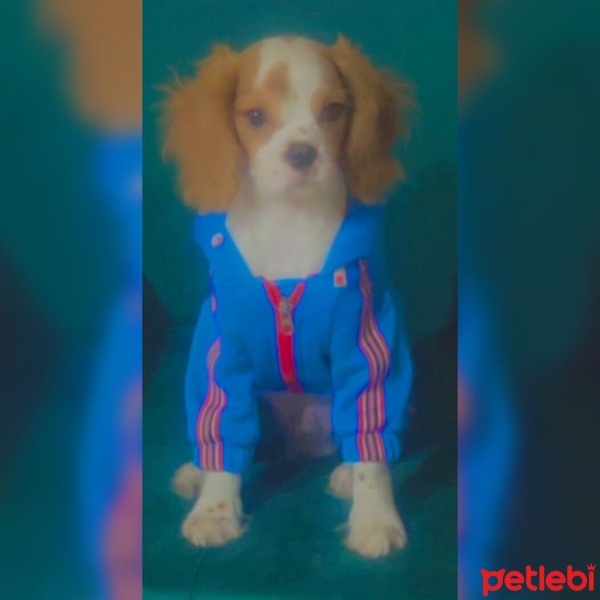 Cavalier King Charles Spanieli, Köpek  Garip fotoğrafı
