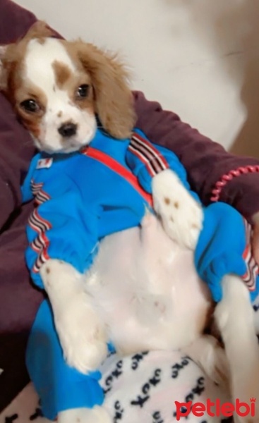 Cavalier King Charles Spanieli, Köpek  Garip fotoğrafı