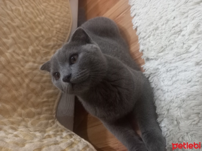 Scottish Fold, Kedi  Gümüş fotoğrafı