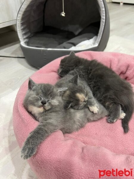 British Shorthair, Kedi  Hera fotoğrafı