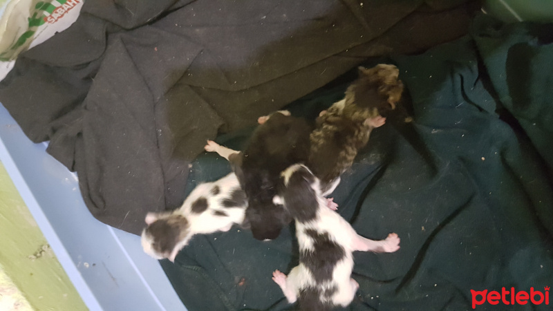 Tekir Kedi, Kedi  SIYAH-BEYAZ fotoğrafı