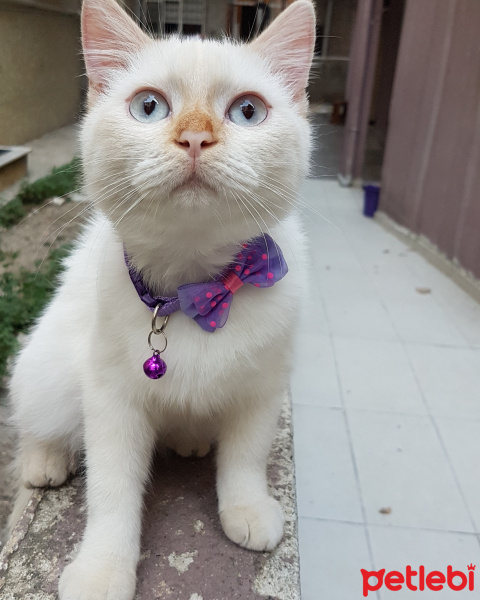 Tekir Kedi, Kedi  SIYAH-BEYAZ fotoğrafı