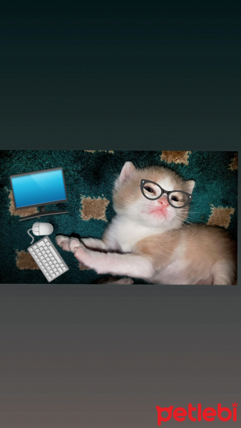 Tekir Kedi, Kedi  SIYAH-BEYAZ fotoğrafı