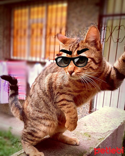 Tekir Kedi, Kedi  SIYAH-BEYAZ fotoğrafı
