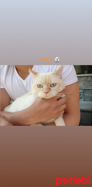 Tekir Kedi, Kedi  SIYAH-BEYAZ fotoğrafı