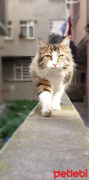 Tekir Kedi, Kedi  SIYAH-BEYAZ fotoğrafı