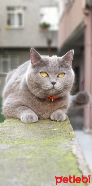 Tekir Kedi, Kedi  SIYAH-BEYAZ fotoğrafı