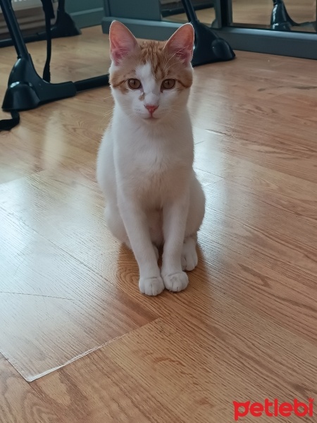 Tekir Kedi, Kedi  Tarçın fotoğrafı