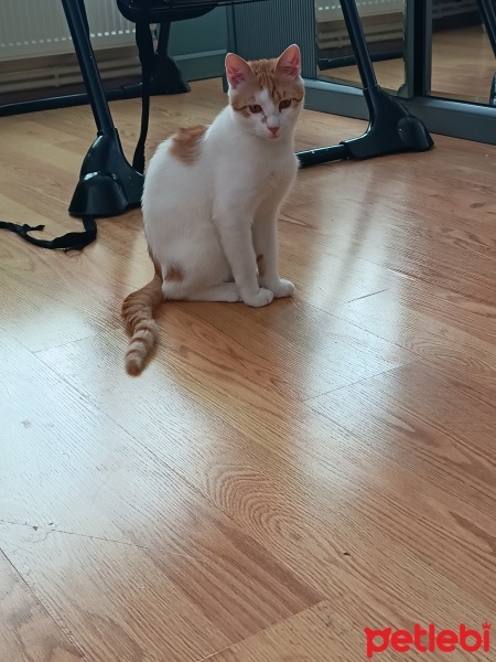 Tekir Kedi, Kedi  Tarçın fotoğrafı