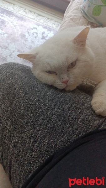 Chinchilla, Kedi  BULUT fotoğrafı
