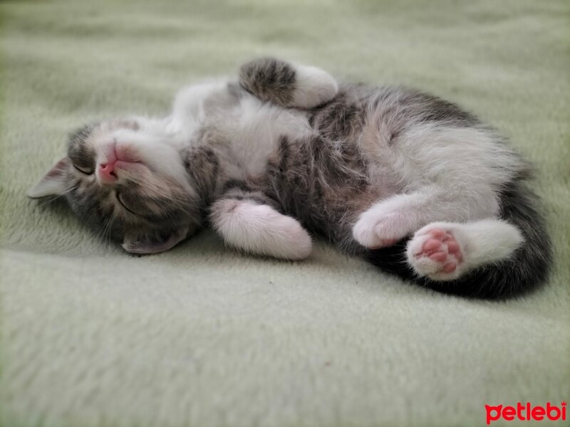 British Shorthair, Kedi  Aşk_1 numara _ fotoğrafı