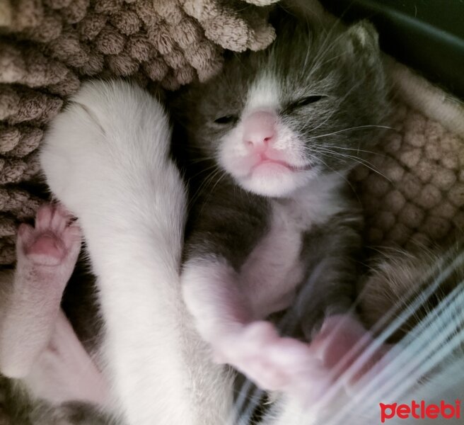 British Shorthair, Kedi  Aşk_1 numara _ fotoğrafı