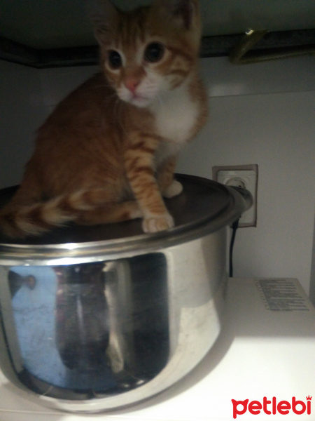 Tekir Kedi, Kedi  Alex fotoğrafı